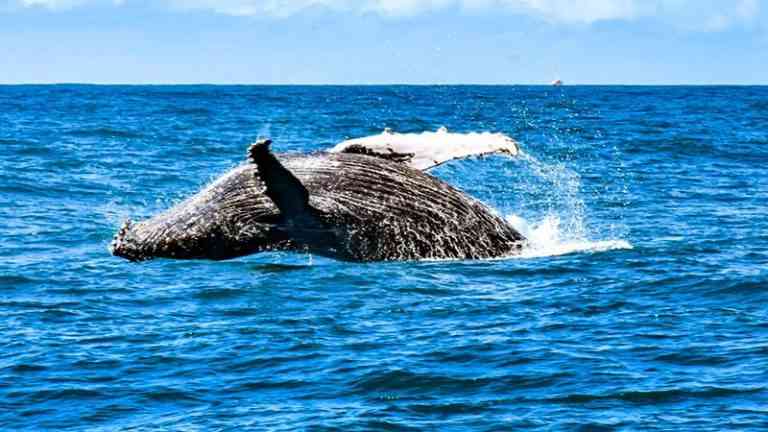 temporada das baleias jubartes em porto seguro encanta os turistas 4